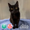 adoptable Cat in Irvine, CA named TWILIGHT