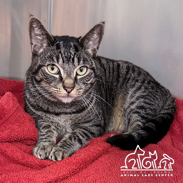 adoptable Cat in Irvine, CA named ZOEY