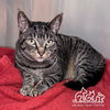 adoptable Cat in irvine, CA named ZOEY