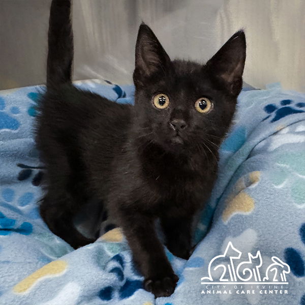 adoptable Cat in Irvine, CA named TRAE