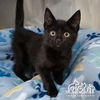 adoptable Cat in Irvine, CA named TRAE