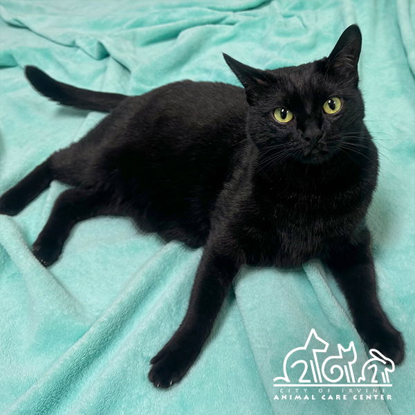 adoptable Cat in Irvine, CA named FRIDA
