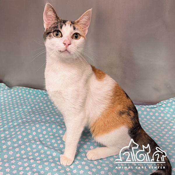 adoptable Cat in Irvine, CA named DAISY