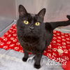 adoptable Cat in Irvine, CA named MISHU