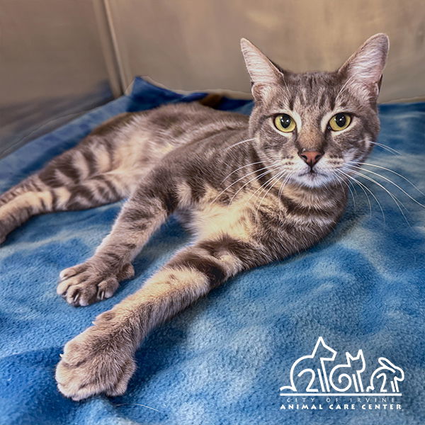 adoptable Cat in Irvine, CA named PUDGE