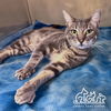 adoptable Cat in Irvine, CA named PUDGE