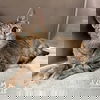 adoptable Cat in Irvine, CA named LOTUS