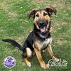 adoptable Dog in irvine, CA named DALLAS