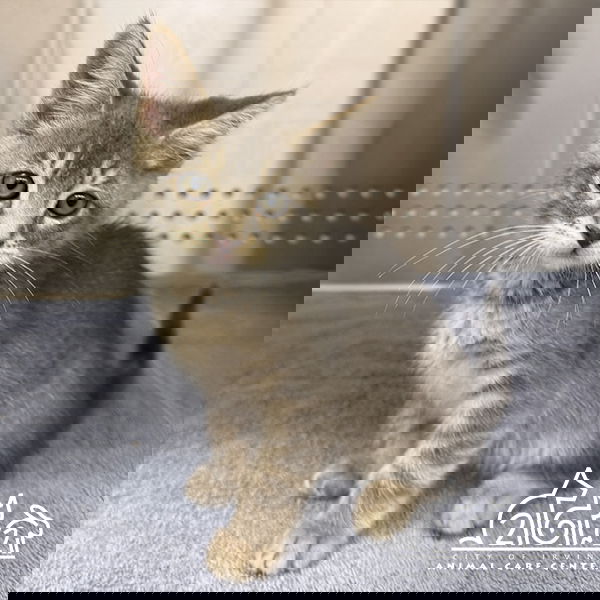 adoptable Cat in Irvine, CA named GUPPY