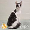 adoptable Cat in  named PEPPERMINT