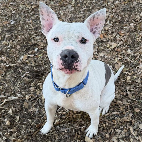 picture of the dog needing adoption