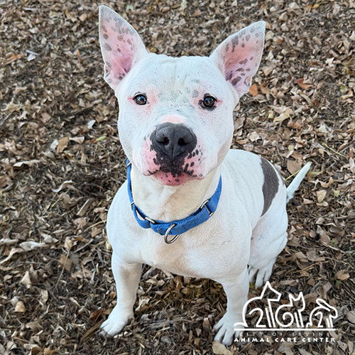 picture of the dog needing adoption