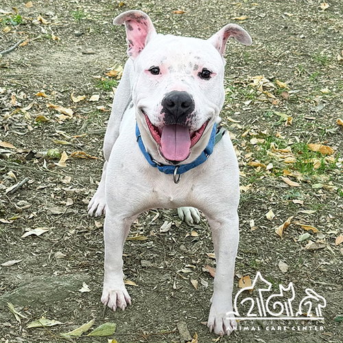 JAX - Pit Bull Terrier available for adoption