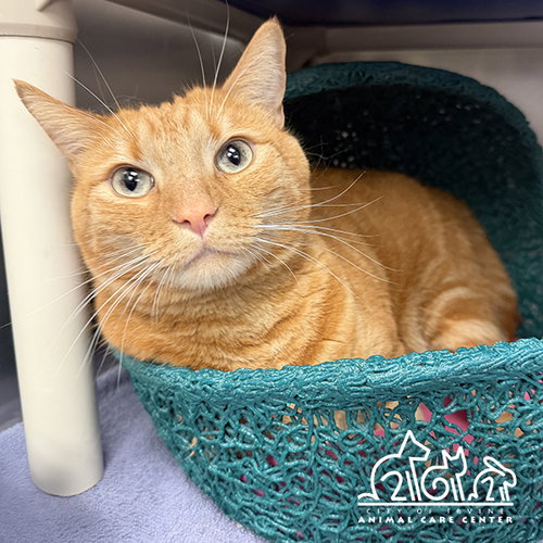 picture of the cat needing adoption