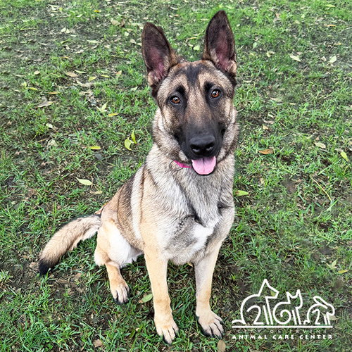 picture of the dog needing adoption