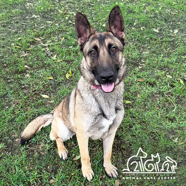 Saphira - German Shepherd Dog