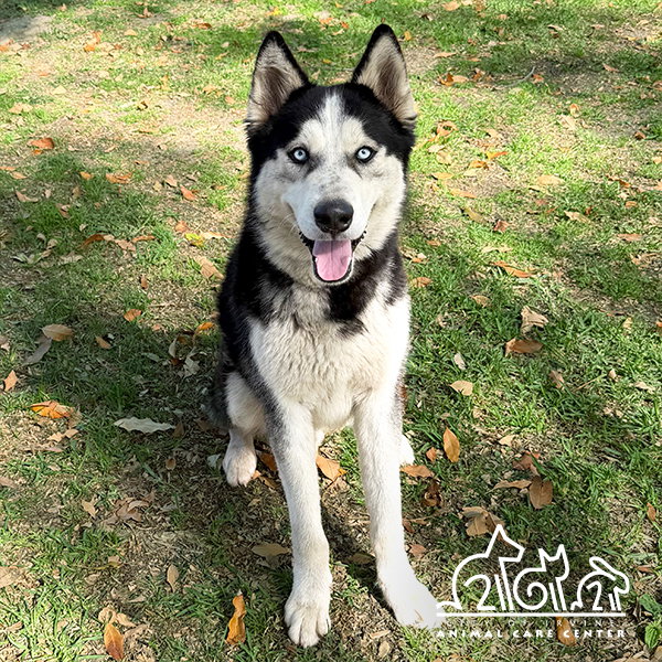 Siberian Husky