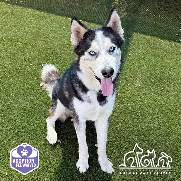 Glacier - Siberian Husky