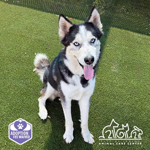 picture of the dog needing adoption