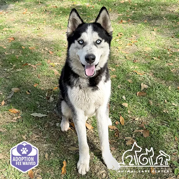 Glacier - Siberian Husky