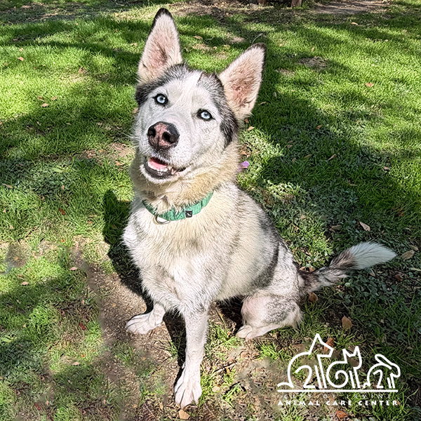Siberian Husky