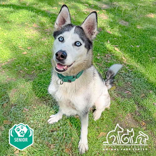 HANA, an adoptable Husky in Irvine, CA