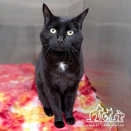picture of the cat needing adoption
