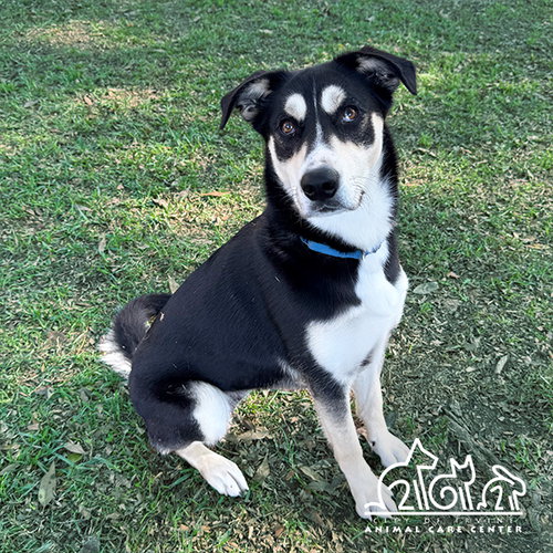 KIRA, an adoptable Siberian Husky in Irvine, CA