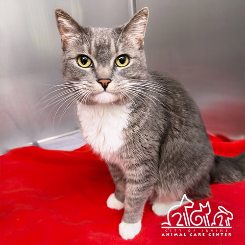 picture of the cat needing adoption