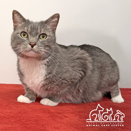 CALI, Adult Domestic Short Hair (medium coat), cat for adoption in Alhambra, California