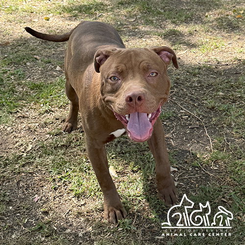 FRITO - Pit Bull Terrier for adoption in Irvine