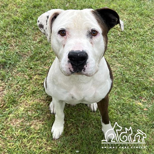 GUS, an adoptable Pit Bull Terrier in Irvine, CA