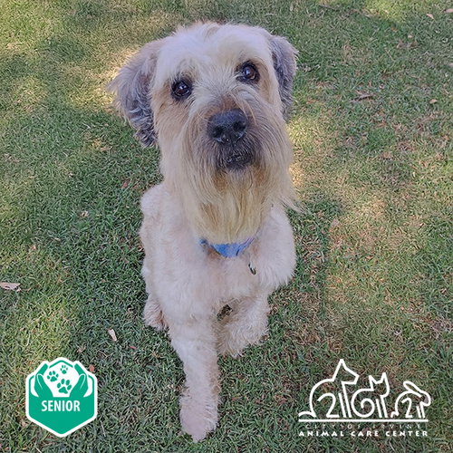 CHARLIE, an adoptable Wheaten Terrier in Irvine, CA