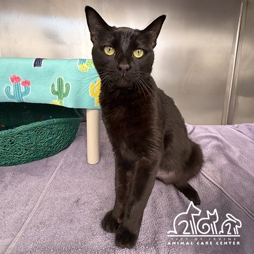 BIGGS, an adoptable Domestic Short Hair in Irvine, CA