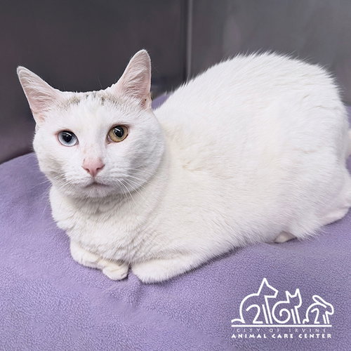 JYNX, an adoptable Domestic Short Hair in Irvine, CA