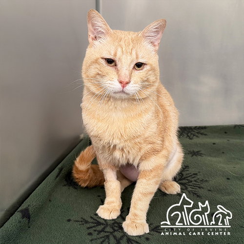 APRICOT, an adoptable Domestic Short Hair in Irvine, CA