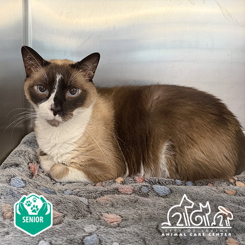 PIRATE, an adoptable Siamese in Irvine, CA