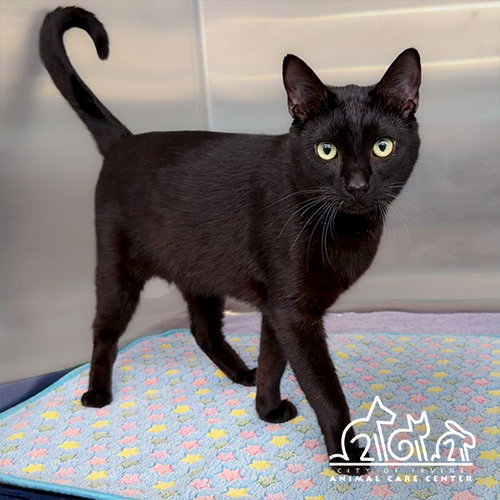 ONYX, Young Domestic Short Hair (medium coat), cat for adoption in Westminster, California