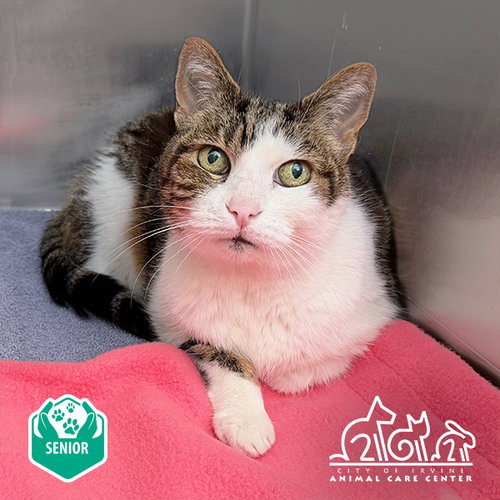 CUPCAKE, Senior Domestic Short Hair (medium coat), cat for adoption in Westminster, California