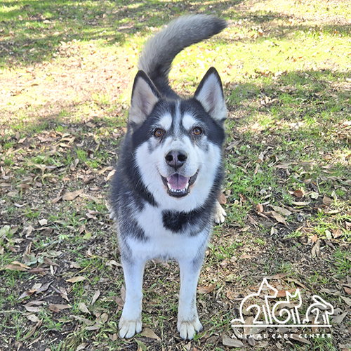 WOLF, an adoptable Siberian Husky in Irvine, CA