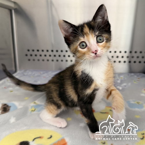 DONNA, Baby Domestic Short Hair (medium coat), cat for adoption in Brea, California