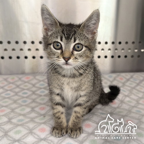 STERLING, Baby Domestic Short Hair (medium coat), cat for adoption in Brea, California