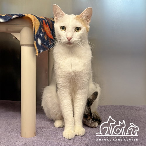 SUGAR, Adult Domestic Short Hair (medium coat), cat for adoption in Brea, California