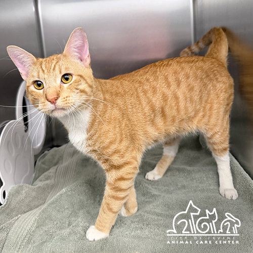 JOAQUIN, Adult Domestic Short Hair (medium coat), cat for adoption in Brea, California