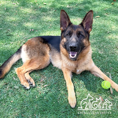 ICEY, an adoptable German Shepherd Dog in Irvine, CA