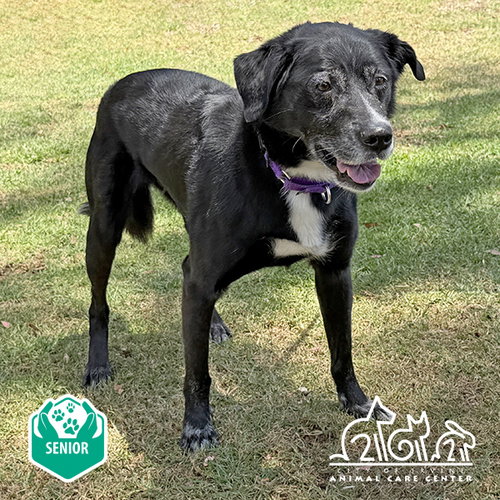 NERO, an adoptable Labrador Retriever in Irvine, CA