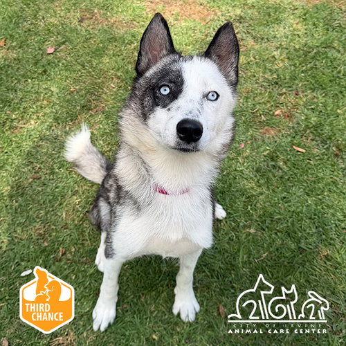 ELPHABA, an adoptable Siberian Husky in Irvine, CA