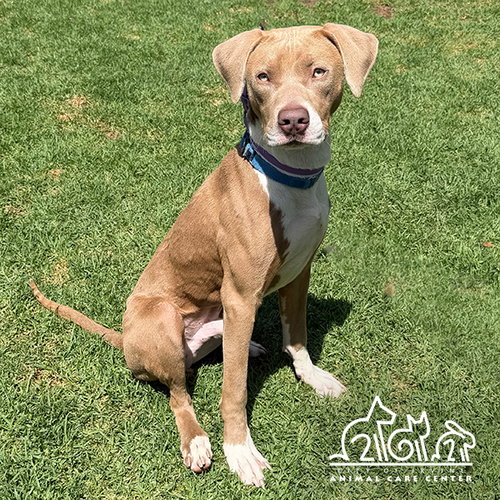 BUSTER, an adoptable Pit Bull Terrier in Irvine, CA