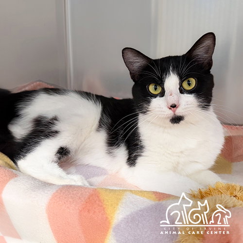 PRINGLE, Adult Domestic Short Hair (medium coat), cat for adoption in Alhambra, California