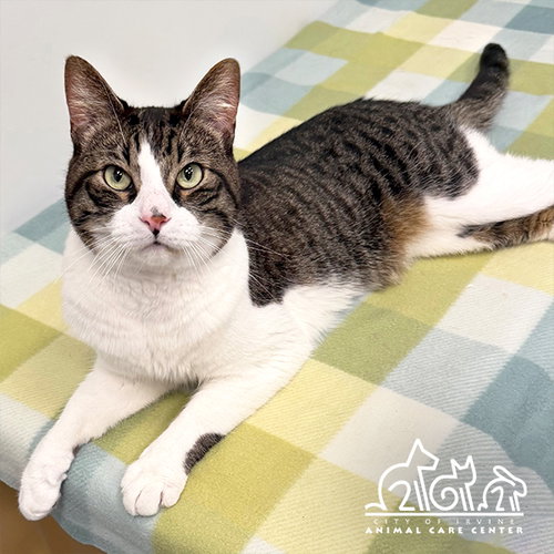 CODY, Adult Domestic Short Hair (medium coat), cat for adoption in Alhambra, California